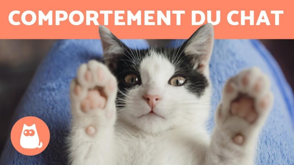 Le Comportement des Chats