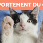 Le Comportement des Chats